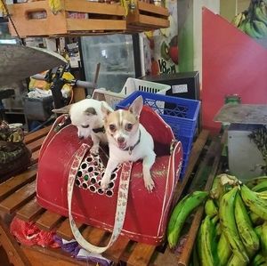 Meet your Posher, Desiree